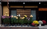 Takayama-Chrysthanthemums 11-0762